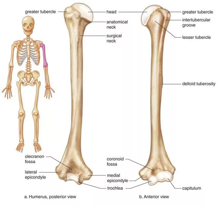 Плечевая кость где находится фото Slide20.JPG (731 × 677) Esqueleto
