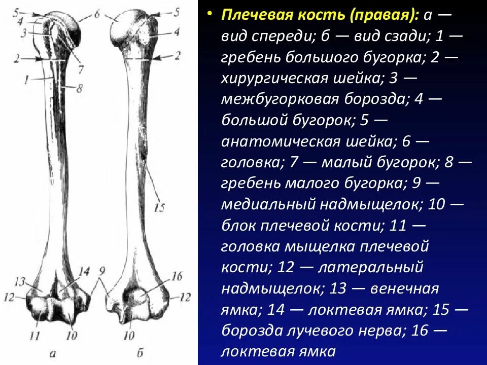 Плечевая кость где находится фото Картинки КОСТИ ЛЕВОГО ПЛЕЧА