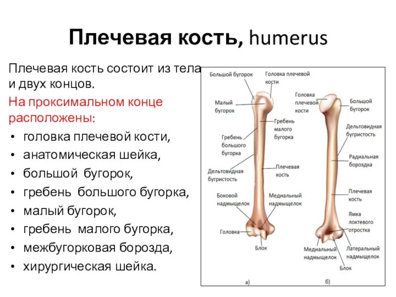 Плечевая кость где находится фото Анатомическая шейка плечевой