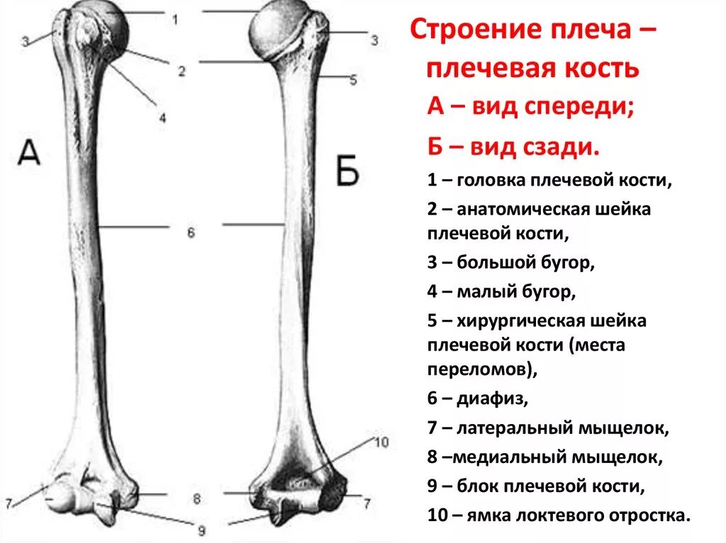 Плечевая кость где находится фото К плоским костям относятся плечевая кость