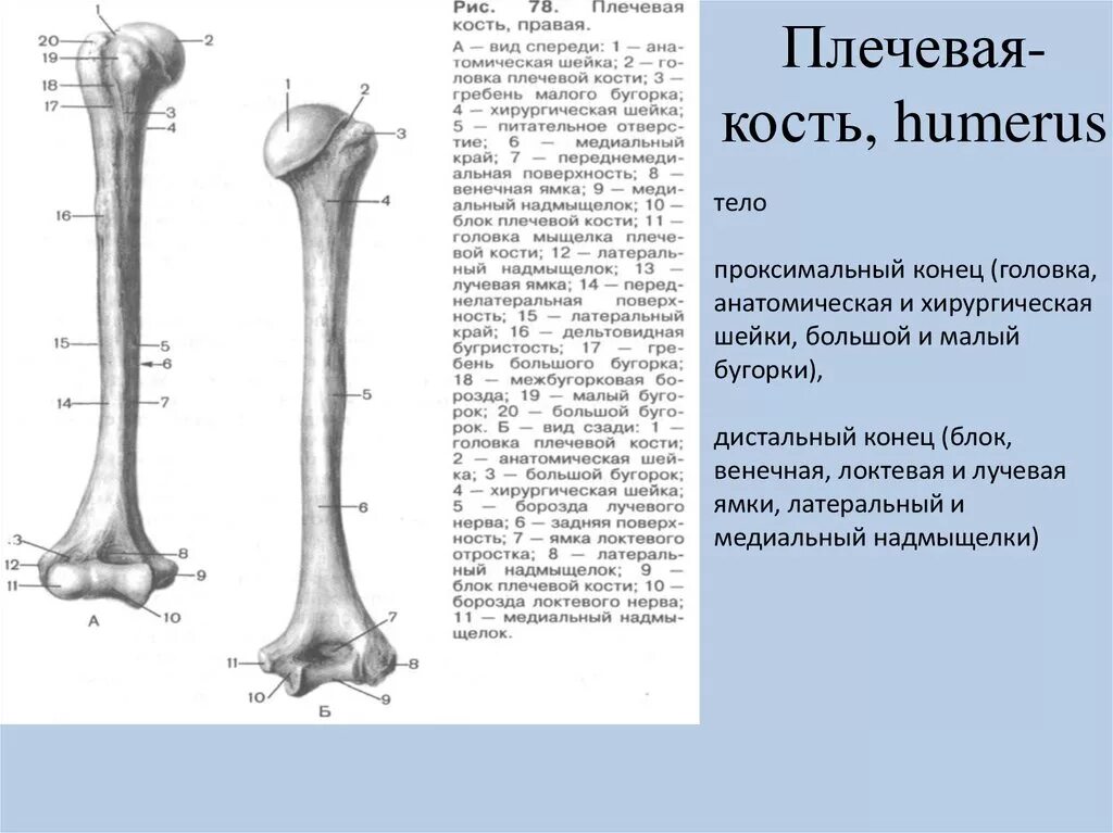 Плечевая кость где находится фото Схема строения плечевой кости