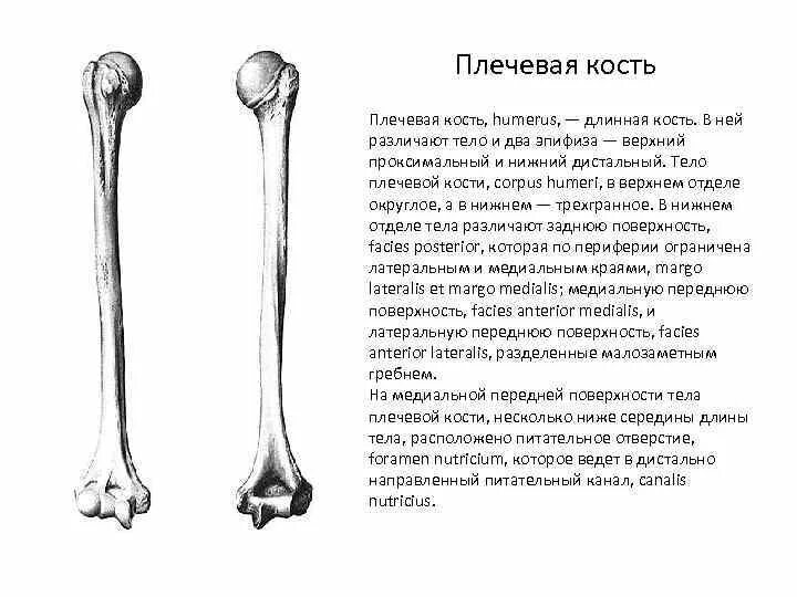 Плечевая кость где находится фото Картинки ПЛЕЧЕВАЯ КОСТЬ АНАТОМИЧЕСКИЕ ОБРАЗОВАНИЯ