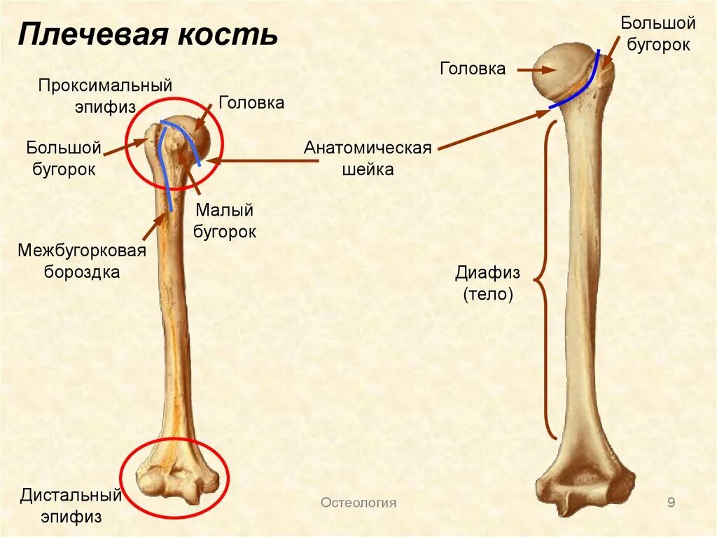 Плечевая кость где находится фото Проксимальная и дистальная части: найдено 74 изображений