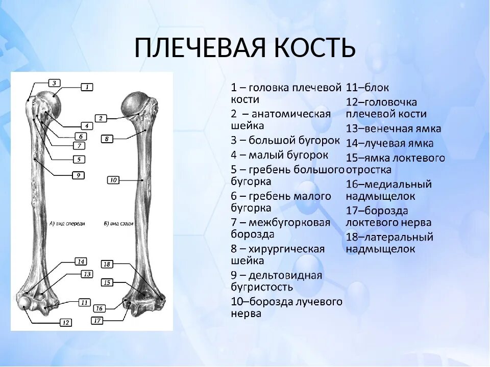 Плечевая кость строение фото Плечевая кость относится к каким костям