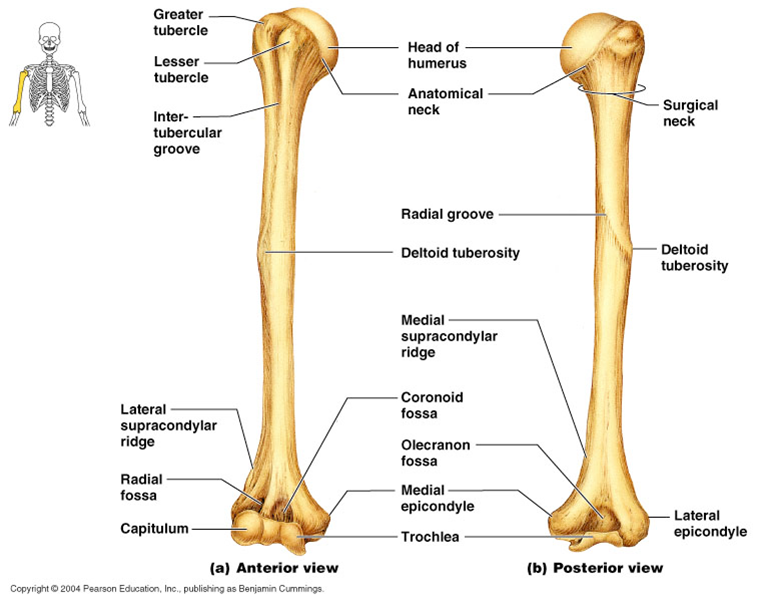 Плечевая кость строение фото Upper limb anatomy, Joints anatomy, Human anatomy and physiology