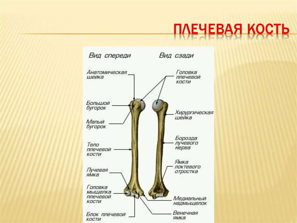 Плечевая кость строение фото Схема строения плечевой кости