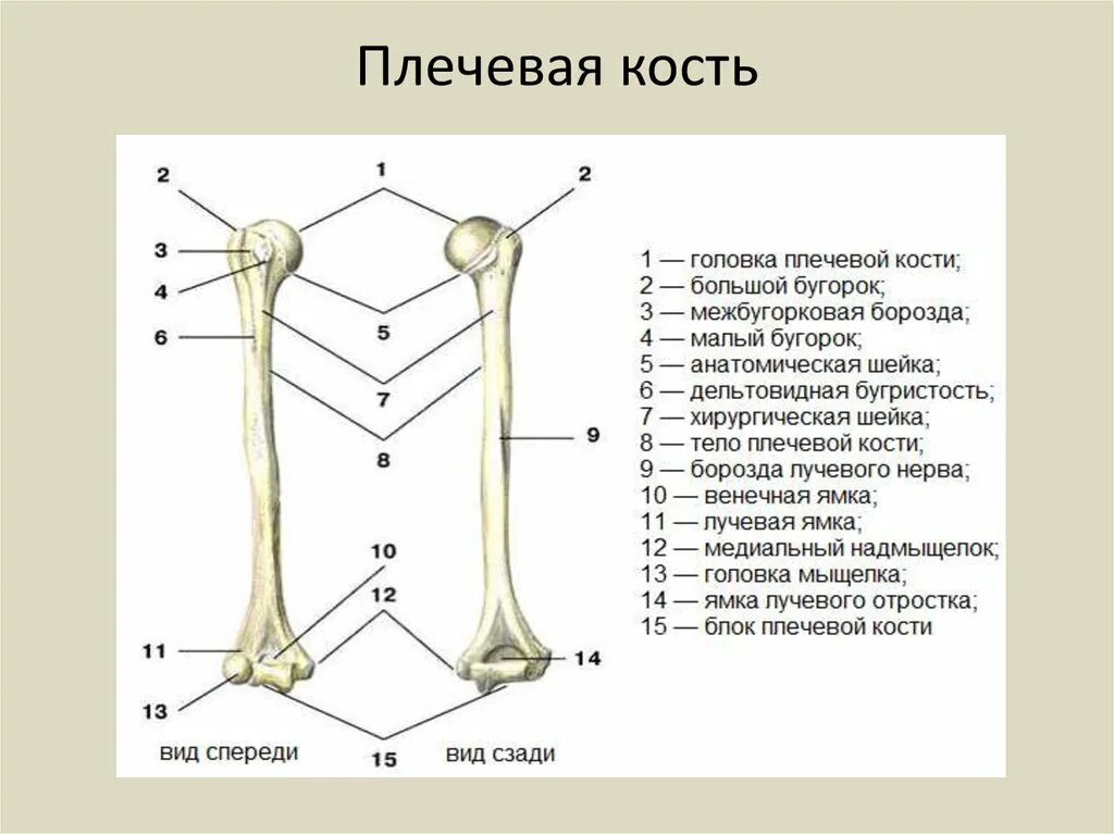 Плечевая кость строение фото Теменная кость - Анатомия_шпора - Строение кости как органа