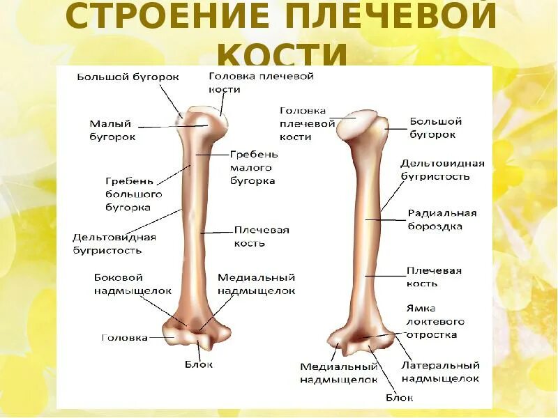 Плечевая кость строение фото Скелет верхней и нижней конечности
