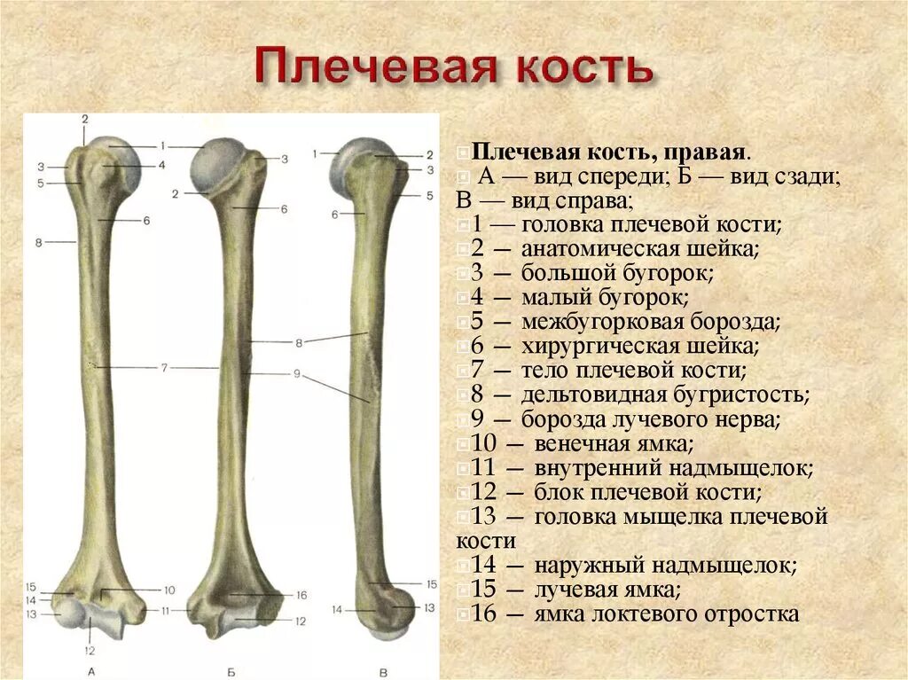 Плечевая кость строение фото Схема строения плечевой кости