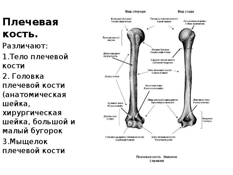 Плечевая кость строение фото Лекция: Общая Остеология