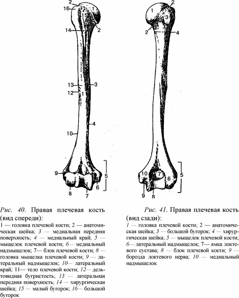 Плечевая кость строение фото Схема строения плечевой кости