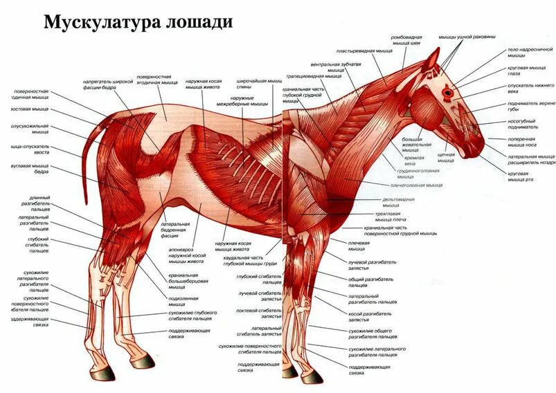 Плечевого пояса лошади фото Немного анатомии лошади