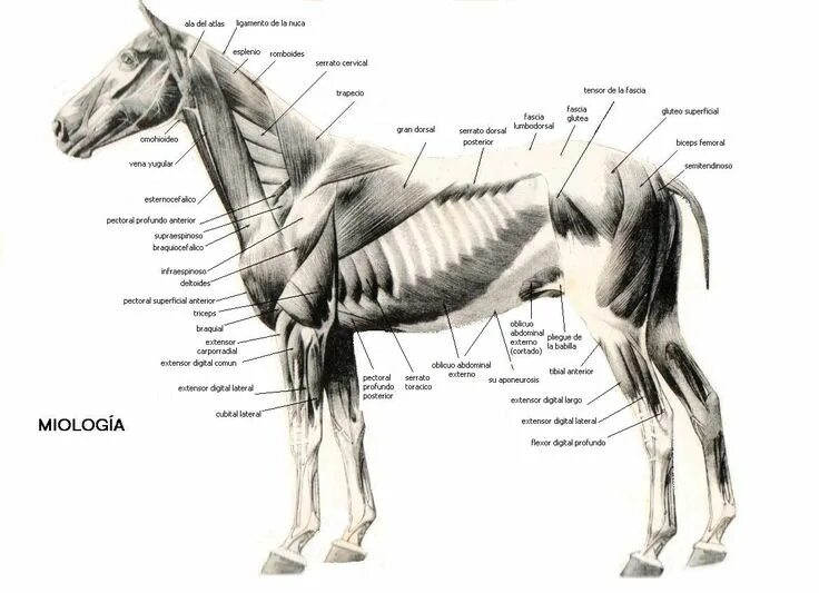 Плечевого пояса лошади фото Manual Vaquero: Ω PROBLEMAS MUSCULARES DE LOS CABALLOS DE RODEO Ω Anatomía anima