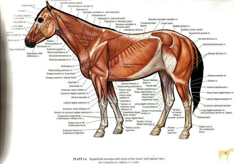 Плечевого пояса лошади фото Pin on tatz Horses, Horse anatomy, Horse therapy