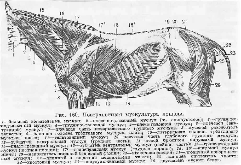 Плечевого пояса лошади фото Мускулатура, соединяющая плечевой пояс и плечо с туловищем у лошадей " Строитель