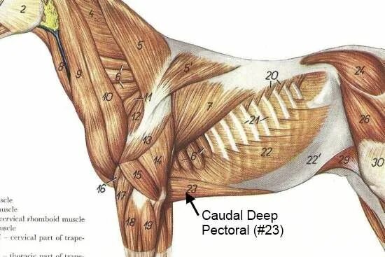 Плечевого пояса лошади фото The Pectoral muscles