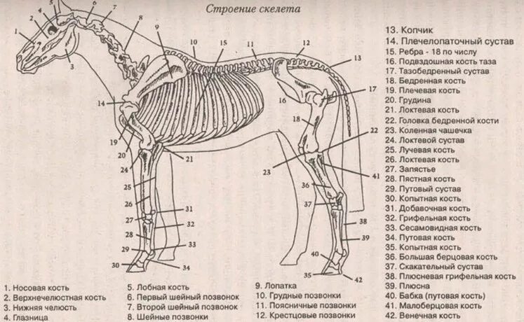 Плечевого пояса лошади фото Немного анатомии лошади