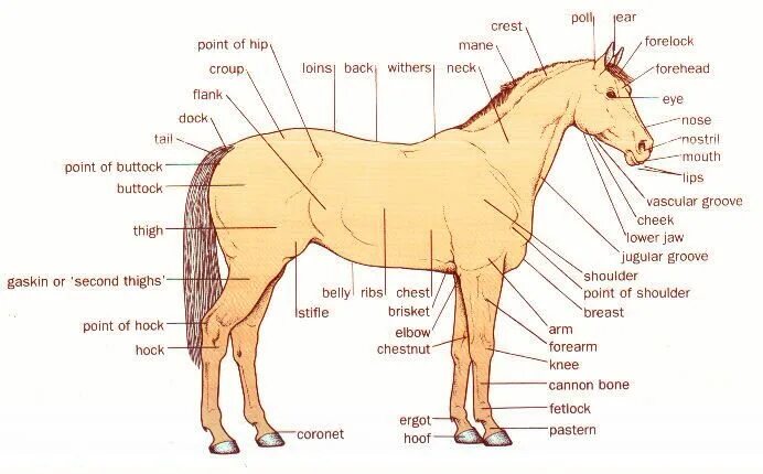 Плечевого пояса лошади фото This is a picture of the outside of a horse's body. Horse anatomy, Horses, Horse