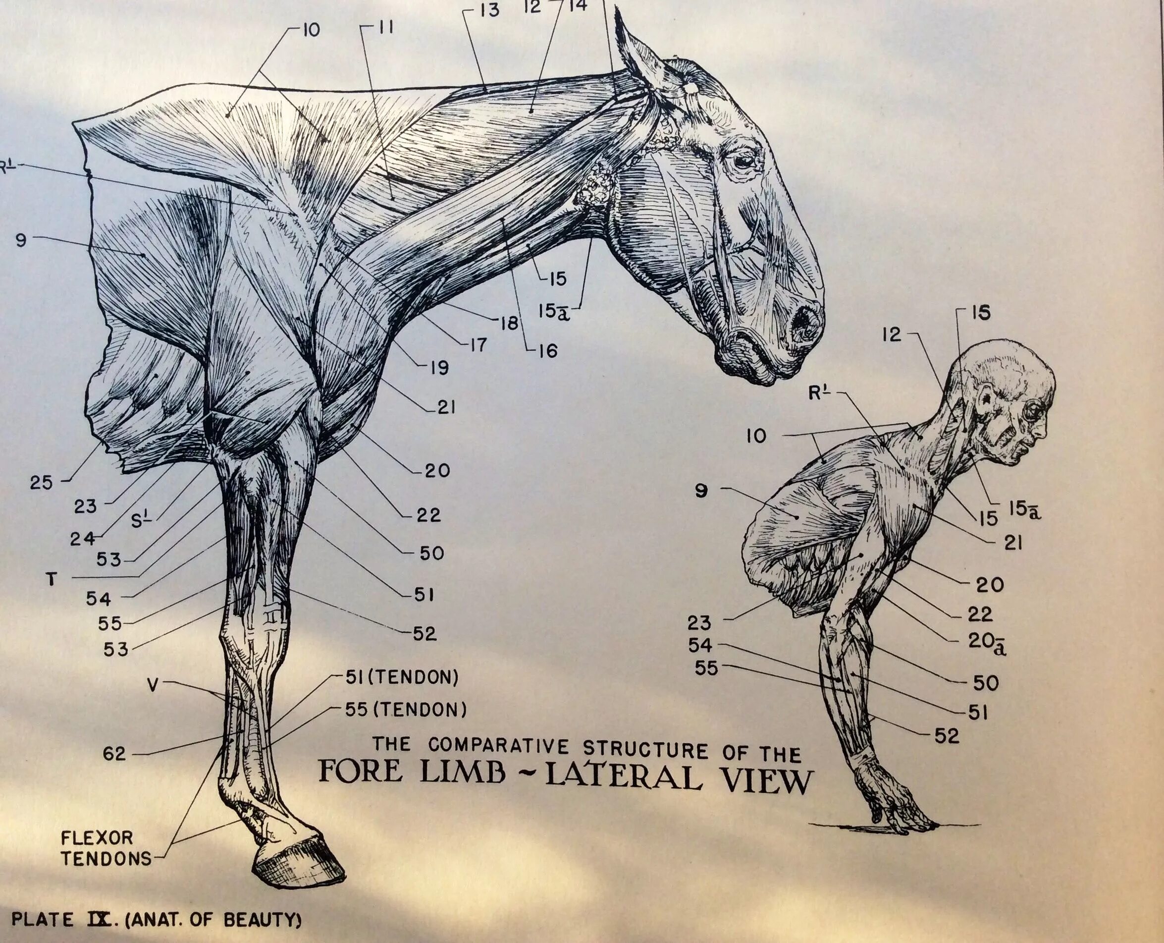 Плечевого пояса лошади фото Human / horse anatomy comparison Horse anatomy, Anatomy for artists, Horses