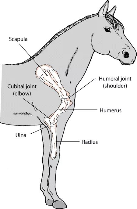 Плечевого пояса лошади фото Importance of Positioning of the Elbow