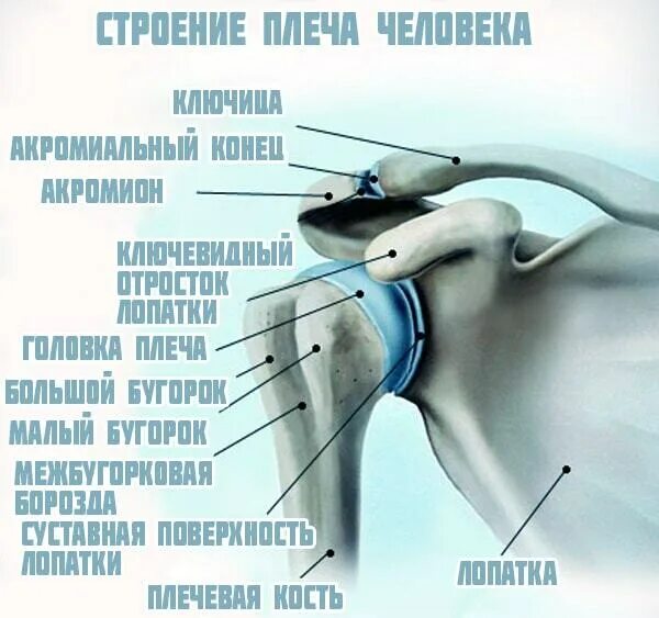 Плечевой сустав строение фото Особенности плечевого сустава. Почему их надо знать?