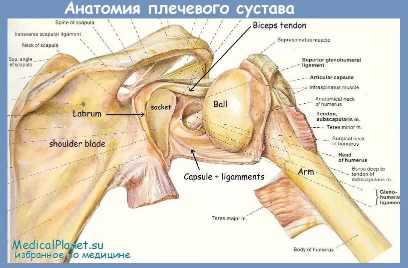 Плечевой сустав строение фото Хронические травмы плечевого сустава в плавании
