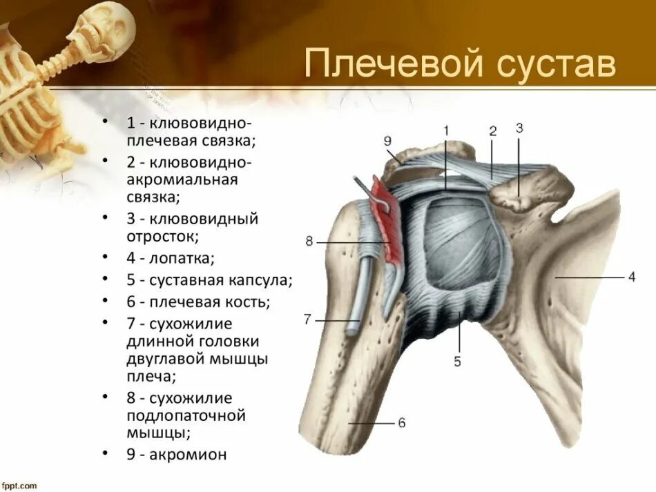 Плечевой сустав строение фото Какие суставы бывают у человека? Как устроен сустав: анатомия, схема. Виды суста