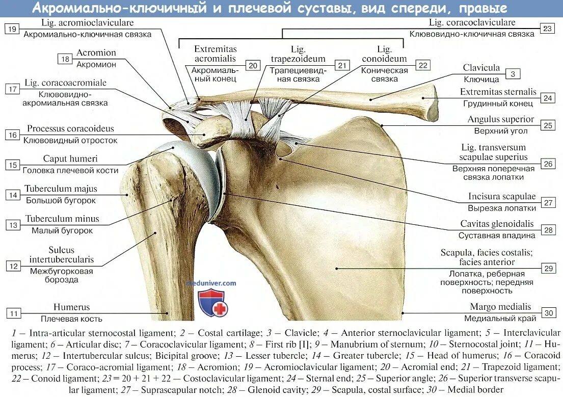 Плечевой сустав строение фото Соединения костей пояса верхней конечности