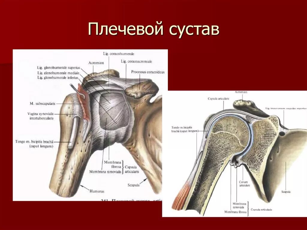 Плечевой сустав строение фото Топографическая анатомия в области надплечья и плеча. (Занятие 2) - презентация 