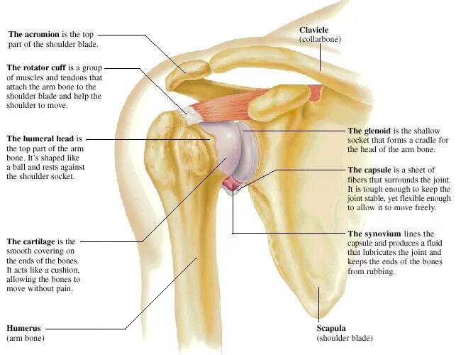 Плечевой сустав строение фото Common Injuries of the Shoulder Spectrum Health Lakeland