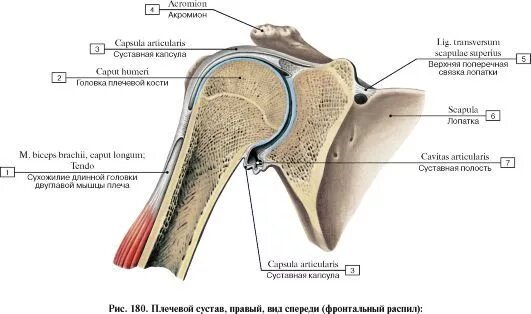 Плечевой сустав строение фото СИСТЕМА СОЕДИНЕНИЯ КОСТЕЙ Анатомия человека, Учащиеся медучилища, Нервная систем
