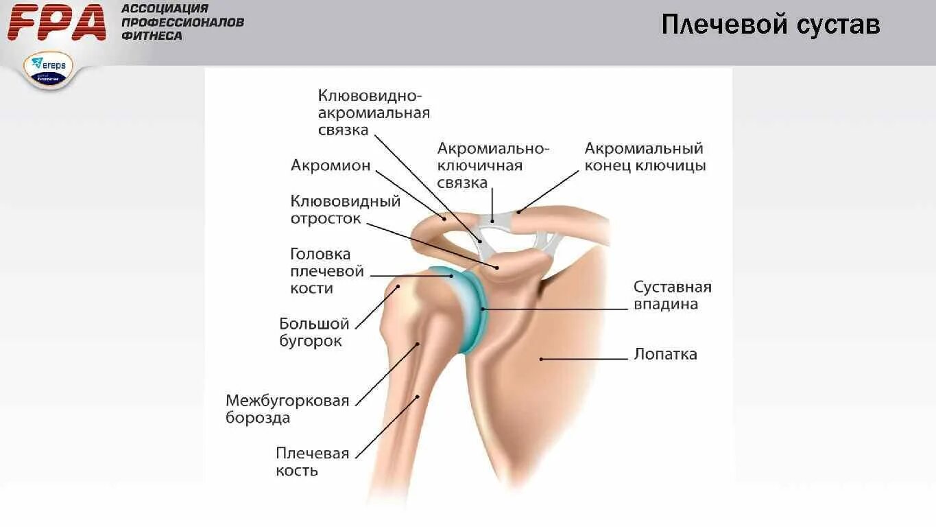 Плечевой сустав строение фото Схема плечевого сустава человека