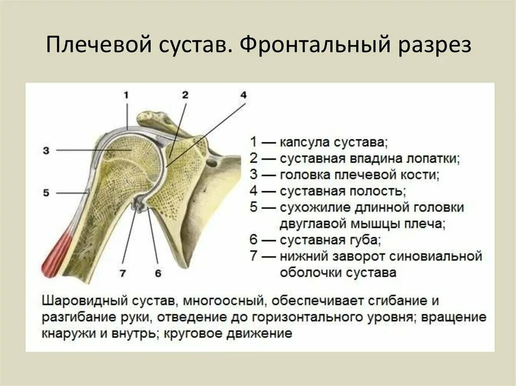 Плечевой сустав строение фото Плечевой сустав анатомия рисунок
