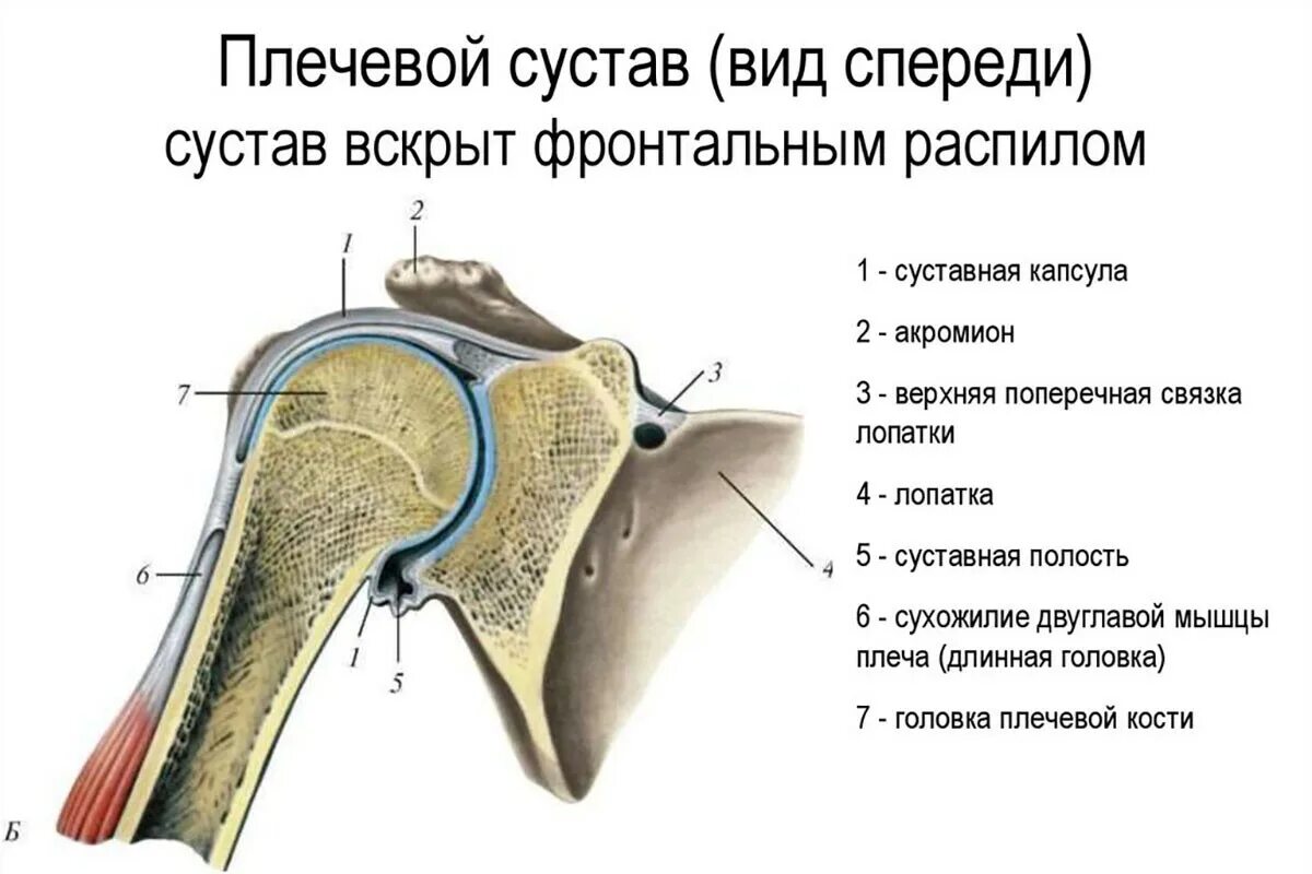Плечевой сустав строение фото Клиническая биомеханика плечевого сустава. Статьи
