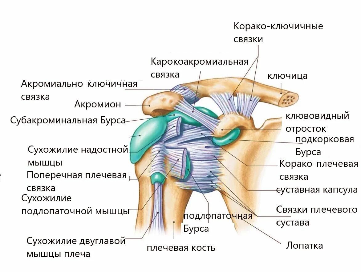 Плечевой сустав строение фото Эффективное лечение плечевого сустава