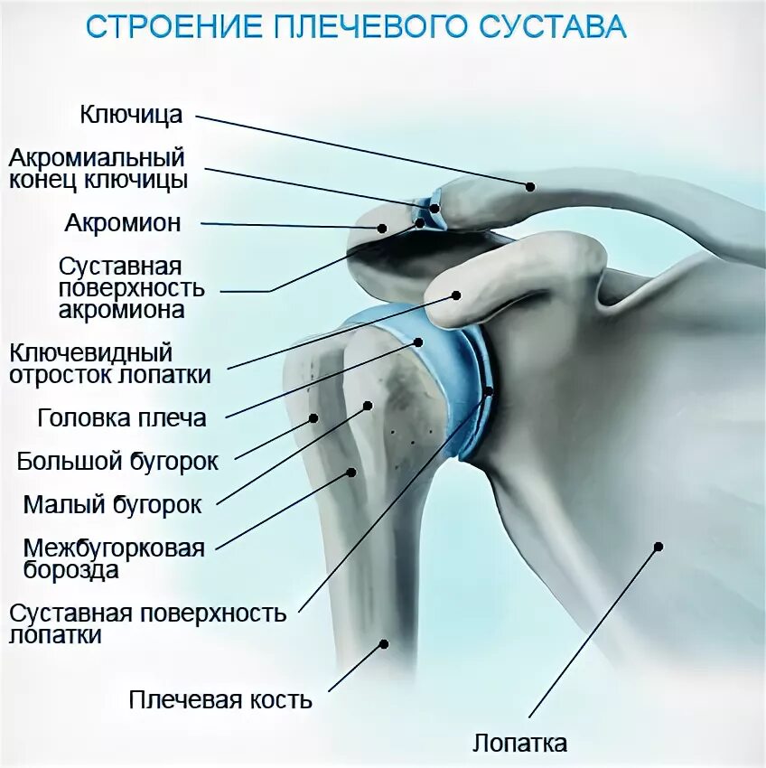 Плечевой сустав строение фото Артрит плечевого сустава: причины, симптомы и лечение