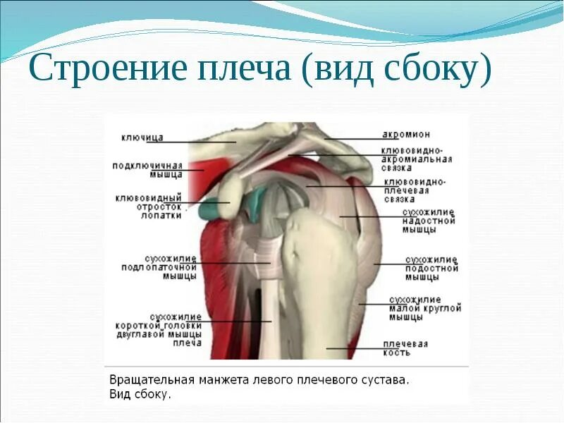 Плечевой сустав строение фото Боль в шее и руке