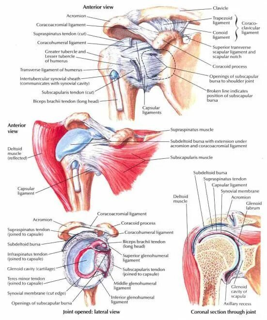 Плечевой сустав строение фото subscapular recess - Google Search (With images) Shoulder joint anatomy, Shoulde