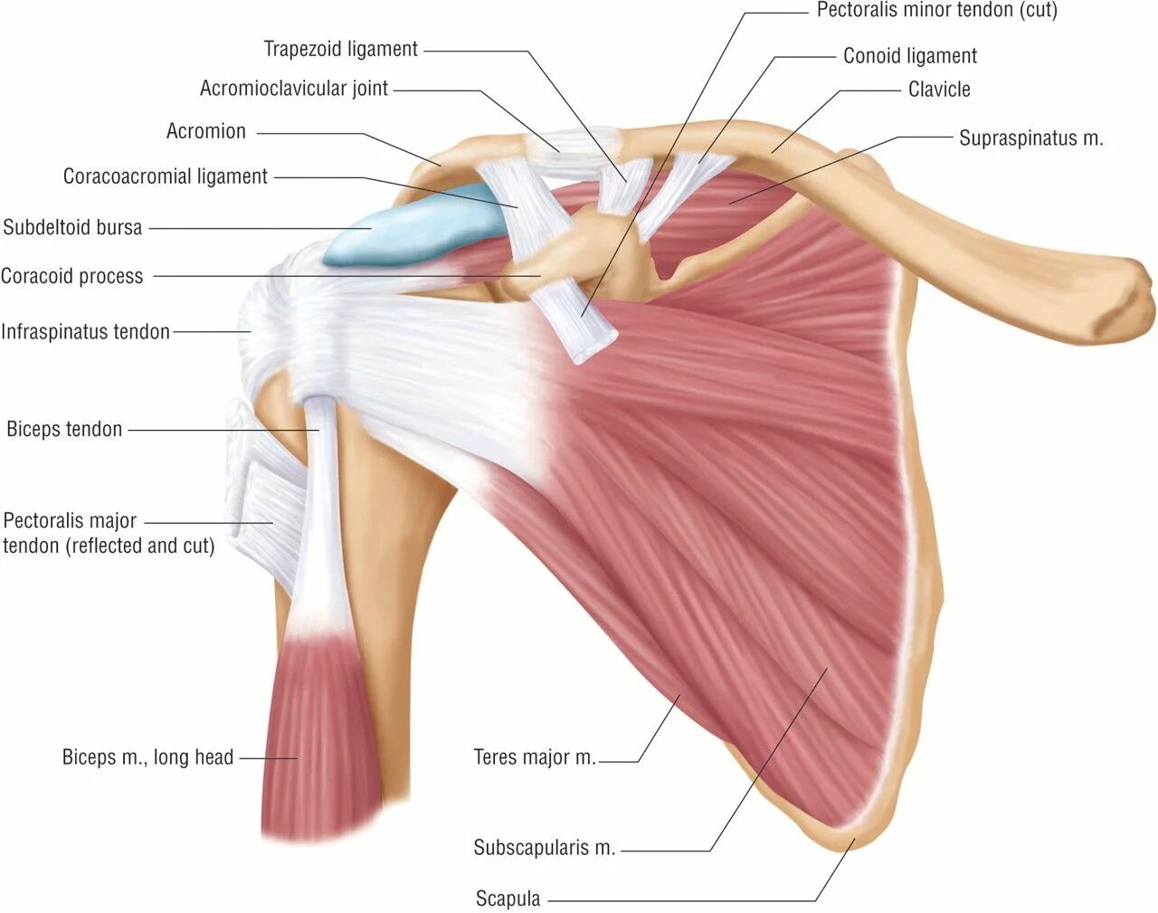 Плечевой сустав строение фото анатомия Pin on Sports Injuries