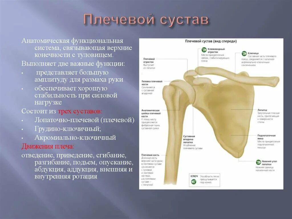 Плечевой сустав строение фото анатомия Картинки СУСТАВЫ ПЛЕЧ