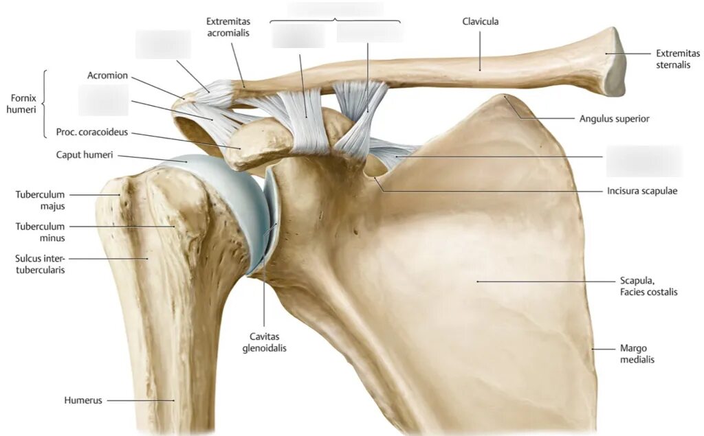Плечевой сустав строение фото анатомия Anatomie - Schulter - Ligamentäre Strukturen des Schultergürtels 2 - Clavicula-S