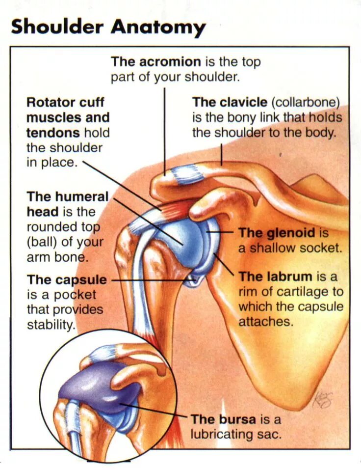Плечевой сустав строение фото анатомия Let's Talk Shoulders Shoulder anatomy, Anatomy, Medical anatomy