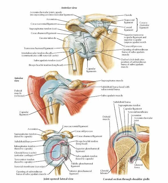 Плечевой сустав строение фото анатомия Pin on Upper Limb Anatomy