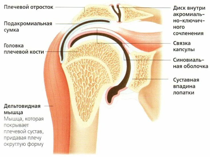Плечевой сустав строение фото анатомия Пин от пользователя Людмила на доске Анатомия и физиология Трехглавая мышца плеч