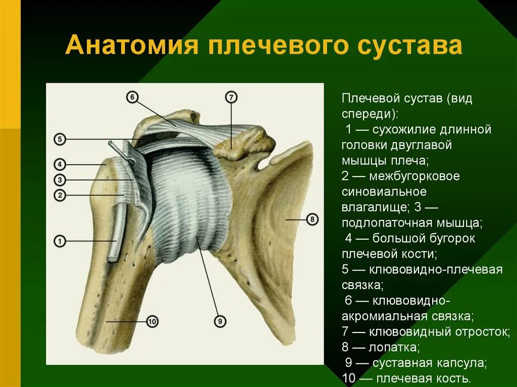 Плечевой сустав строение фото анатомия Какой тканью выстланы головка и суставная ямка - найдено 83 картинок