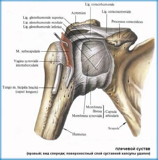 Плечевой сустав строение фото анатомия Pin on Anatomija žmogus