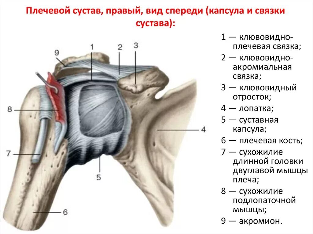 Плечевой сустав строение фото анатомия Строение связок плечевого сустава - найдено 87 картинок