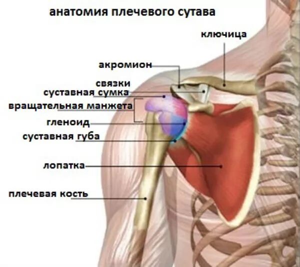 Плечевой сустав строение фото анатомия МРТ плечевого сустава - подробное описание с адресами клиник