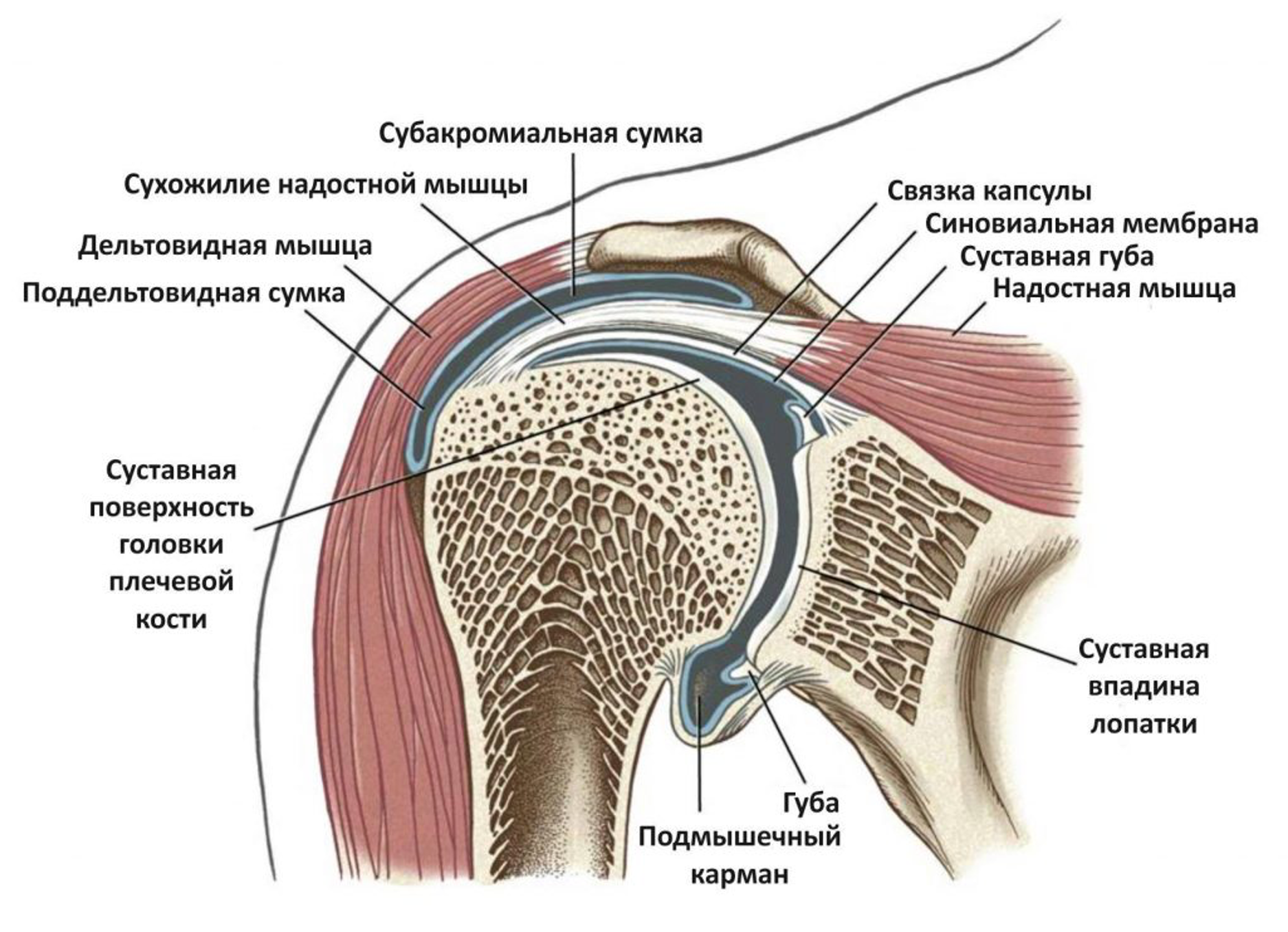 Плечевой сустав строение фото анатомия Зачем нужно иногда вставать из-за компьютера? Часть первая / Habr