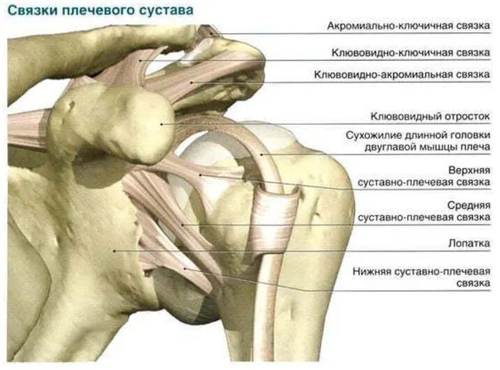 Плечевой сустав строение фото анатомия Симптомы и лечение разрыва связок коленного, голеностопного сустава - Medside.ru